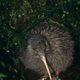 Illustration for article titled Flightless Friday - Apteryx rowi Edition
